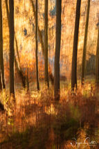 Autumn Abstract