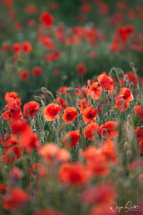 Sunlit Poppies