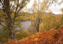 Glen Affric colours 2