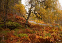 Glen Affric colours