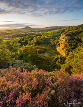 Roseberry Topping and Heather