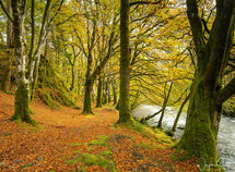 Autumn Colours on the River Coe.