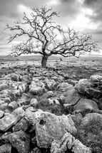 Lone Tree On The Limestone Pavement