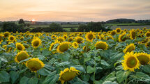 Sunflowers At Sunset