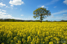 Oil Seed Rape 2