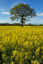 Oil Seed Rape
