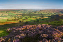 Farndale Heather