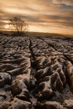 Lone Tree On Top Of Malham Cove