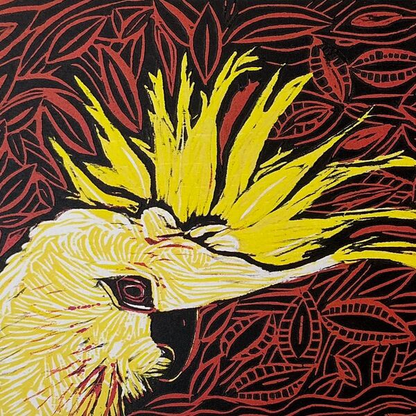 Cockatoo Orange