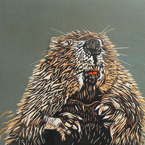 Beaver
