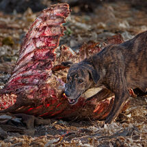 Lynn Lambeth -  Scavenging - Third
