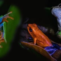 A night walk in the rainforest