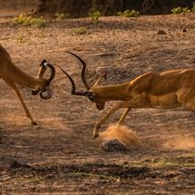 Tim Bayliss - Impala bucks - HC