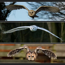 Yvonne West Owls in flight