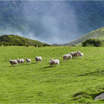 One Man and his Dog (H/C)