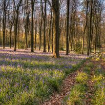 Cowhig Bluebell wood (H/C)