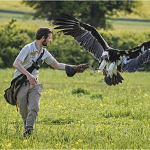 Falconer catching his white headed vulture (3rd )