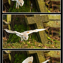 Yvonne West Barn owl hunting