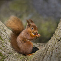 Ferg - Red Squirrel with Hazelnut - Second
