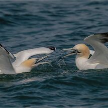 Squabbling Gannets