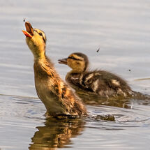 Tim Bayliss - Flycatcher - HC