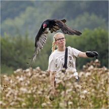 Falconer releasing her turkey vulture (2nd )