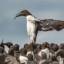Dennis Gilman - dropping in - HC