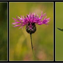 Yvonne West Chalk downland wild flowers