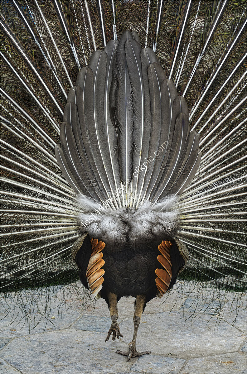 Behind the scenes - H/C