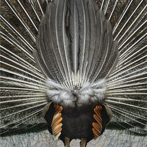 Behind the scenes - H/C