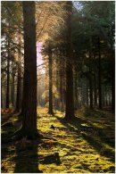 Backlighting by Natures Own Light