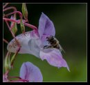 Honey Bee