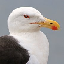 Black Backed Gull