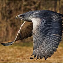 Black chested buzzard eagle in flight
