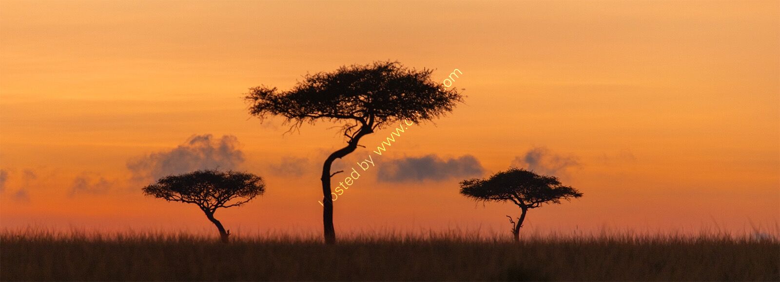 Acacias and clouds