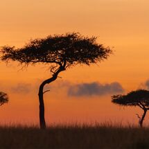 Acacias and clouds