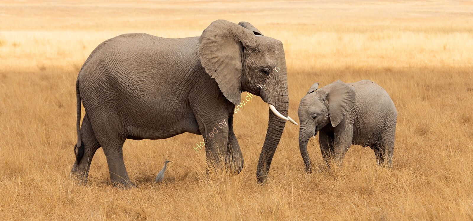 Tenderness in the African savannah