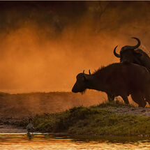 Bringing new life to Botswana