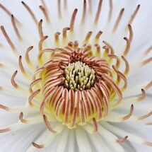Centre of a flower