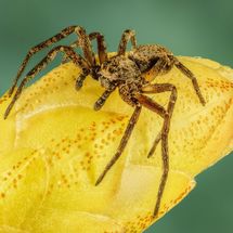Colin - 4mm Running Crab Spider