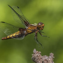 Colin- Broad-bodied Chaser female