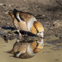 Colin - Hawfinch