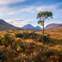 Beinn a' Chearcaill Lone Tree
