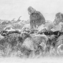Herding in a Snow Storm