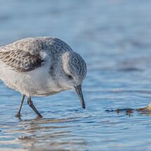 Sanderling and Cockle shell H/C