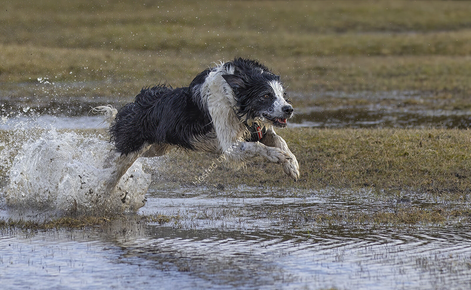 Border Collie on the run
