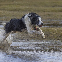 Border Collie on the run