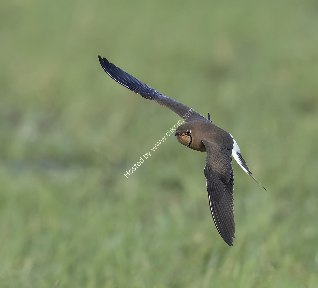Collared Pratincole