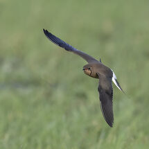 Collared Pratincole