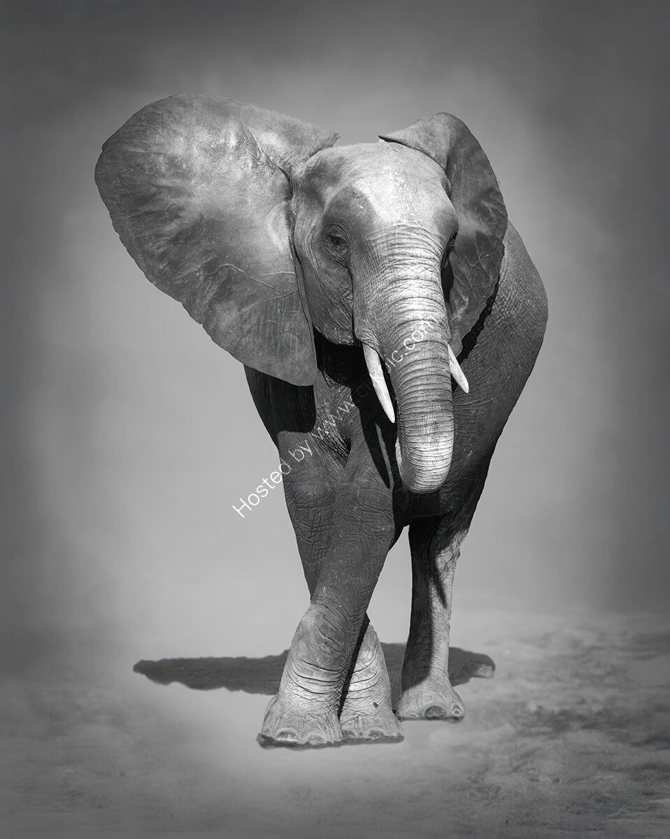Dusty African Elephant - 1st Place -